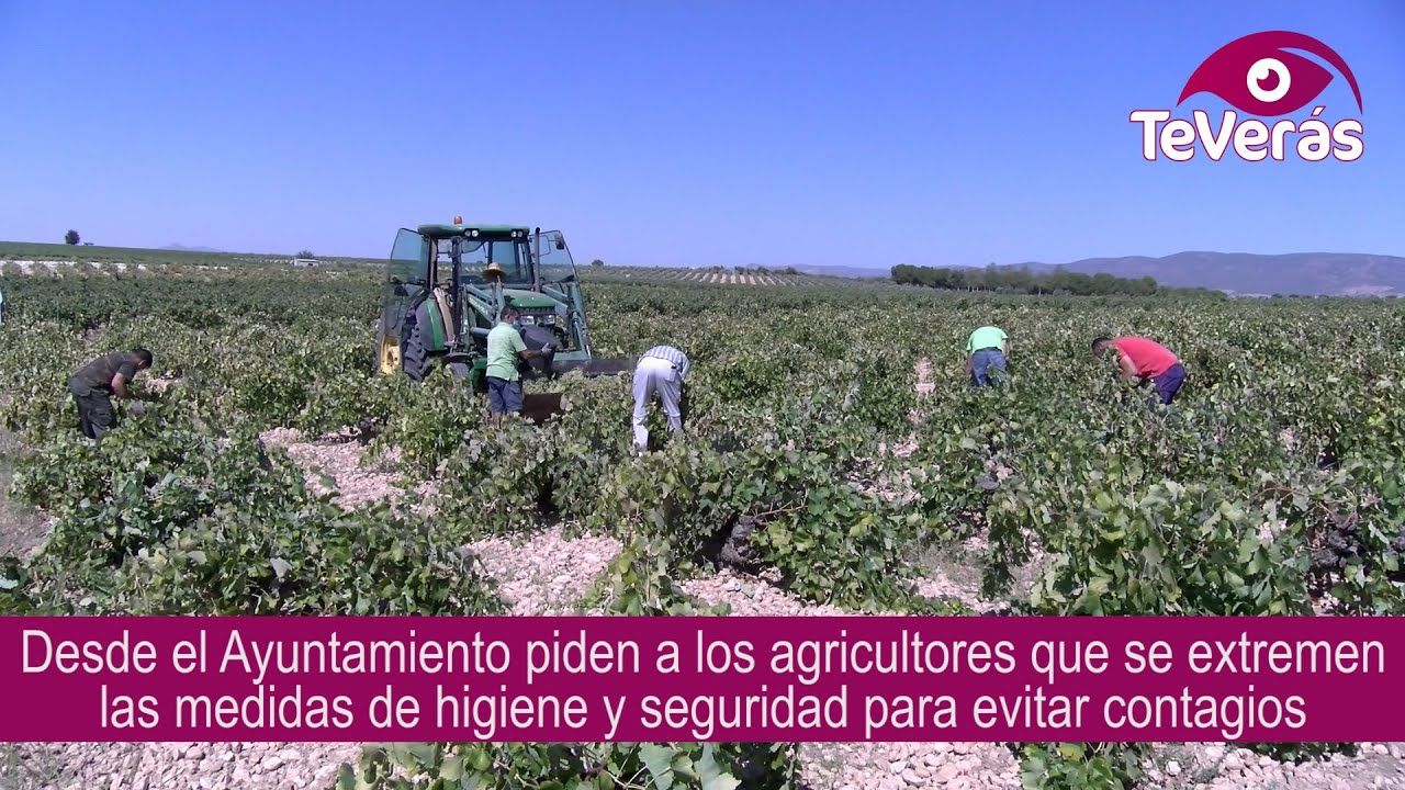 Precaución durante la vendimia en Villarrubia de los Ojos