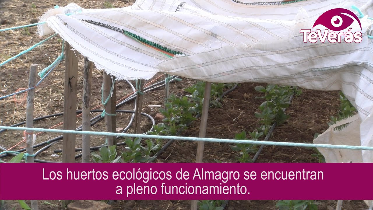 Los huertos ecológicos de Almagro, a pleno funcionamiento