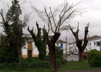 Almagro refuerza sus zonas verdes con podas y reforestación